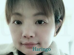 Haringo